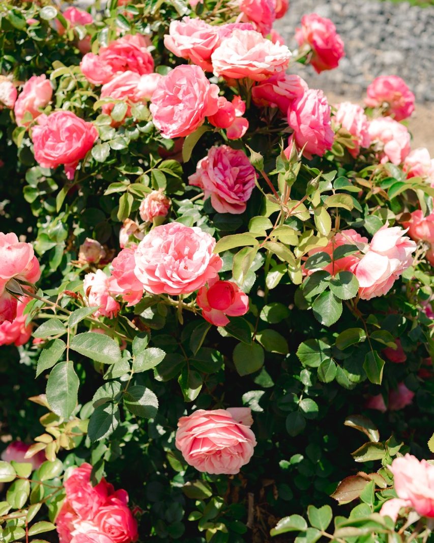 Blühender Rosenstrauch im Garten des Hauses